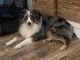 Toy Australian Shepherd Puppies for sale in Lancaster, KY 40444, USA. price: NA