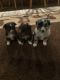 Toy Australian Shepherd Puppies for sale in Bly, OR 97622, USA. price: NA