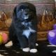 Toy Australian Shepherd Puppies for sale in Lenapah, OK 74042, USA. price: NA