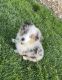 Toy Australian Shepherd Puppies for sale in Henderson, NV 89012, USA. price: NA