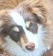 Toy Australian Shepherd Puppies for sale in Covington, GA 30014, USA. price: NA