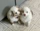 Toy Australian Shepherd Puppies for sale in Rockford, IL, USA. price: NA