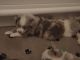 Toy Australian Shepherd Puppies for sale in La Grange, NC 28551, USA. price: $900