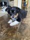 Toy Australian Shepherd Puppies for sale in Timpson, TX 75975, USA. price: $1,000