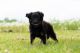 Toy Australian Shepherd Puppies for sale in Bourbon, IN 46504, USA. price: $650