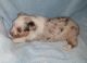 Toy Australian Shepherd Puppies for sale in Groveton, TX 75845, USA. price: $1,000