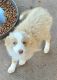 Toy Australian Shepherd Puppies for sale in Gaylesville, AL 35973, USA. price: NA