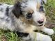 Toy Australian Shepherd Puppies for sale in Claxton, GA 30417, USA. price: $1,000