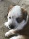 Toy Australian Shepherd Puppies for sale in Nunnelly, TN 37137, USA. price: NA
