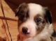 Toy Australian Shepherd Puppies for sale in Groveton, TX 75845, USA. price: $1,000