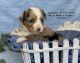 Toy Australian Shepherd Puppies for sale in Joshua, TX, USA. price: NA