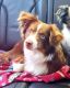 Toy Australian Shepherd Puppies for sale in Ulster, PA 18850, USA. price: NA
