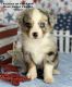 Toy Australian Shepherd Puppies for sale in Joshua, TX, USA. price: $1,500