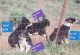 Toy Australian Shepherd Puppies for sale in Guthrie, OK, USA. price: NA