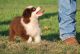 Toy Australian Shepherd Puppies for sale in Ringling, OK 73456, USA. price: NA