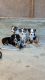 Toy Australian Shepherd Puppies