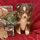 Toy Australian Shepherd Puppies for sale in Sanford, NC, USA. price: $1,550