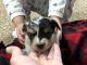 Toy Australian Shepherd Puppies for sale in Caldwell, ID, USA. price: NA