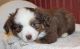 Toy Australian Shepherd Puppies for sale in Stewartville, MN 55976, USA. price: NA