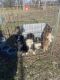 Toy Australian Shepherd Puppies for sale in Ash Flat, AR, USA. price: $400