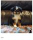 Toy Australian Shepherd Puppies for sale in Hattiesburg, MS, USA. price: $700