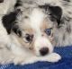 Toy Australian Shepherd Puppies for sale in Dallas-Fort Worth Metropolitan Area, TX, USA. price: $500,700