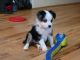 Toy Australian Shepherd Puppies for sale in Norwood, MO 65717, USA. price: $1,250