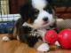 Toy Australian Shepherd Puppies for sale in Norwood, MO 65717, USA. price: $1,100