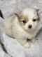 Toy Australian Shepherd Puppies for sale in Napoleon, OH 43545, USA. price: $750