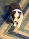 Toy Australian Shepherd Puppies for sale in Oakland, MD 21550, USA. price: $800