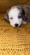Toy Australian Shepherd Puppies for sale in 110 Wonderling Rd, Summerville, PA 15864, USA. price: $3,000