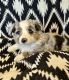 Toy Australian Shepherd Puppies for sale in Hooper, NE 68031, USA. price: $900
