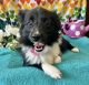 Toy Australian Shepherd Puppies for sale in Foley, MN 56329, USA. price: NA