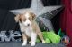 Toy Australian Shepherd Puppies for sale in Granbury, TX, USA. price: $1,100
