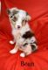 Toy Australian Shepherd Puppies for sale in Trenton, TX, USA. price: $700