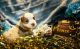Toy Australian Shepherd Puppies for sale in Beloit, KS 67420, USA. price: NA