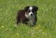 Toy Australian Shepherd Puppies for sale in Normangee, TX 77871, USA. price: $250,000