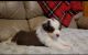 Toy Australian Shepherd Puppies for sale in Norris City, IL 62869, USA. price: NA