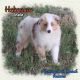 Toy Australian Shepherd Puppies for sale in Forestburg, TX 76239, USA. price: NA