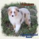 Toy Australian Shepherd Puppies for sale in Forestburg, TX 76239, USA. price: NA
