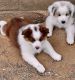 Toy Australian Shepherd Puppies for sale in Norris City, IL 62869, USA. price: $1,500