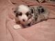 Toy Australian Shepherd Puppies for sale in Conroe, TX, USA. price: NA