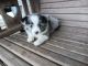 Toy Australian Shepherd Puppies for sale in Southern Precinct, IL, USA. price: NA