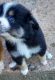 Toy Australian Shepherd Puppies for sale in Walkertown, NC, USA. price: $1,400