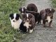 Toy Australian Shepherd Puppies for sale in Lynchburg, OH 45142, USA. price: $500
