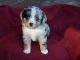 Toy Australian Shepherd Puppies for sale in Fort White, FL 32038, USA. price: $1,500