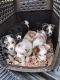 Toy Australian Shepherd Puppies for sale in Madisonville, TN 37354, USA. price: $1,500