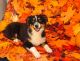 Toy Australian Shepherd Puppies for sale in New Concord, OH 43762, USA. price: $200