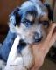 Toy Australian Shepherd Puppies for sale in Sequim, WA 98382, USA. price: $1,500