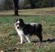 Toy Australian Shepherd Puppies for sale in Lavinia, Tennessee. price: NA